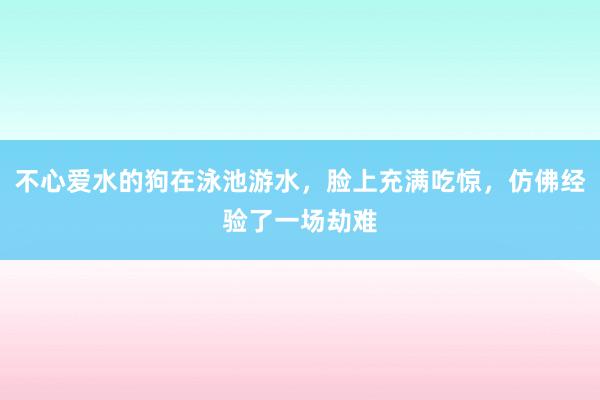 不心爱水的狗在泳池游水，脸上充满吃惊，仿佛经验了一场劫难