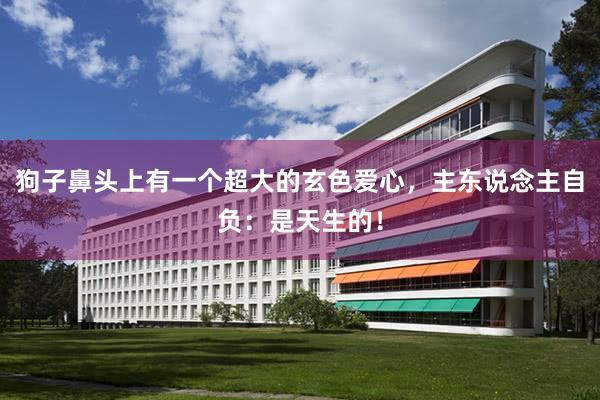 狗子鼻头上有一个超大的玄色爱心，主东说念主自负：是天生的！